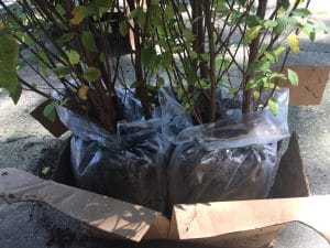 Sugar maple tree in box from Nature Hills Nursery