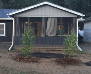 planted River Birch trees from Nature Hills Nursery
