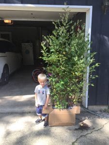 My son standing next to River Birch trees from Nature Hills Nursery