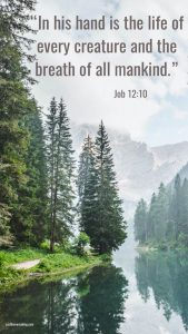 Photo of trees and a creek on a mountainside with the scripture of Job 12:10: "In his hand is the life of every creature and the breath of all mankind.: