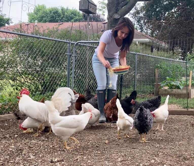 woman feeding chickens sprouted lentils