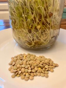 lentils on white plate with jar of sprouted lentils