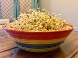 sprouted lentils in a bowl sitting on a table