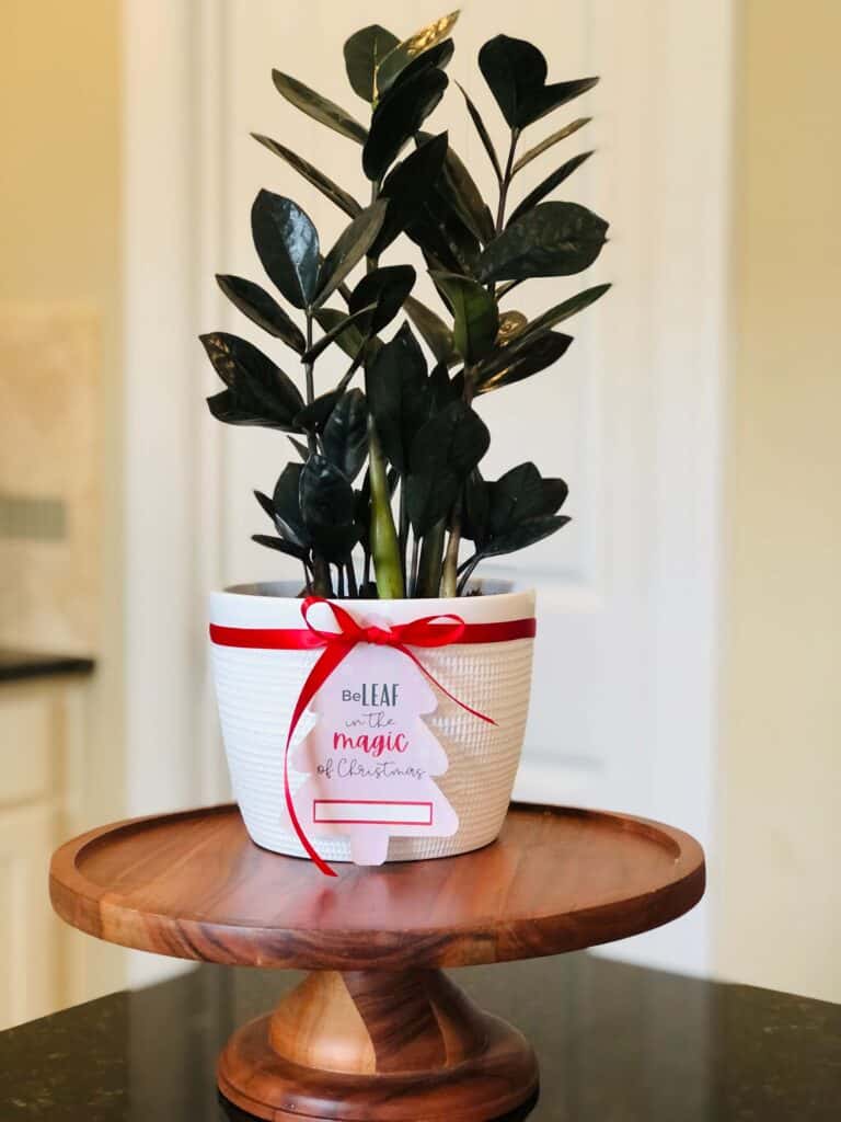 Christmas Ding Dong Ditch Idea from Just Homemaking: poinsettia or plant with gift tag "BeLEAF in the magic of Christmas"